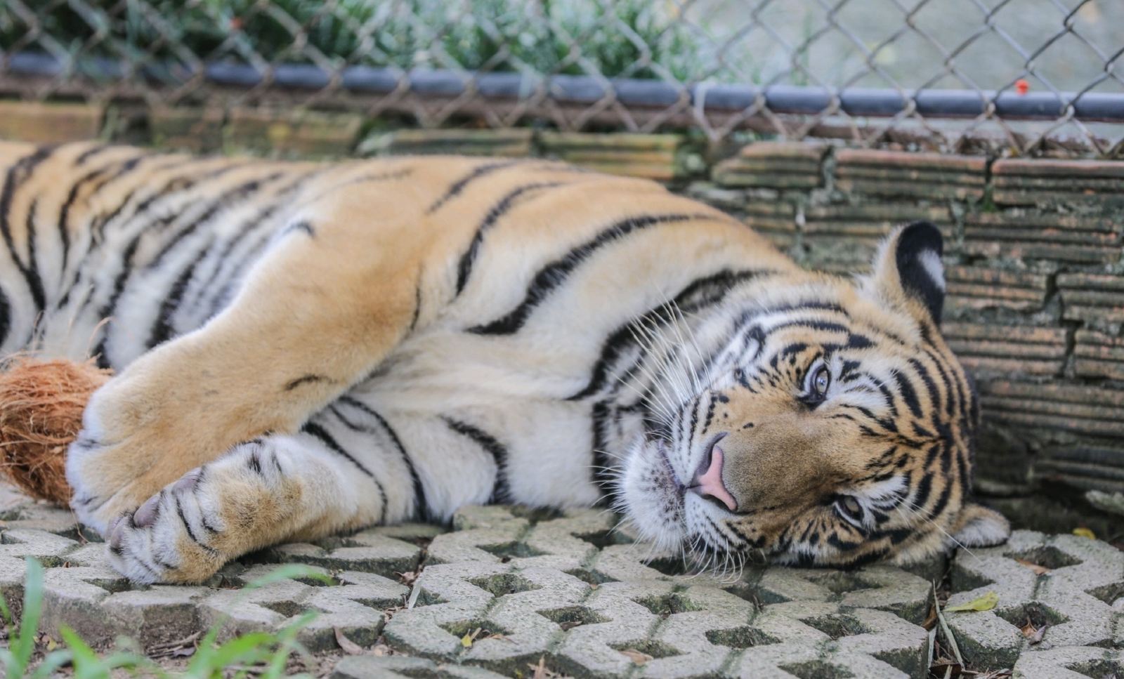 泰国清迈老虎园 คุ้มเสือแม่ริม
