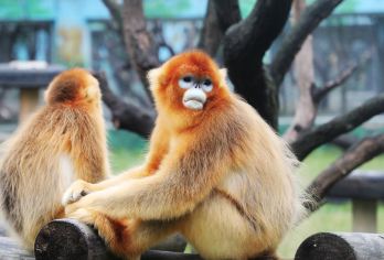 秦岭野生动物园+西安千古情一日游【走进动物世界】【走进动物世界，遛娃好去处，全家老小齐上阵 老少皆宜。】