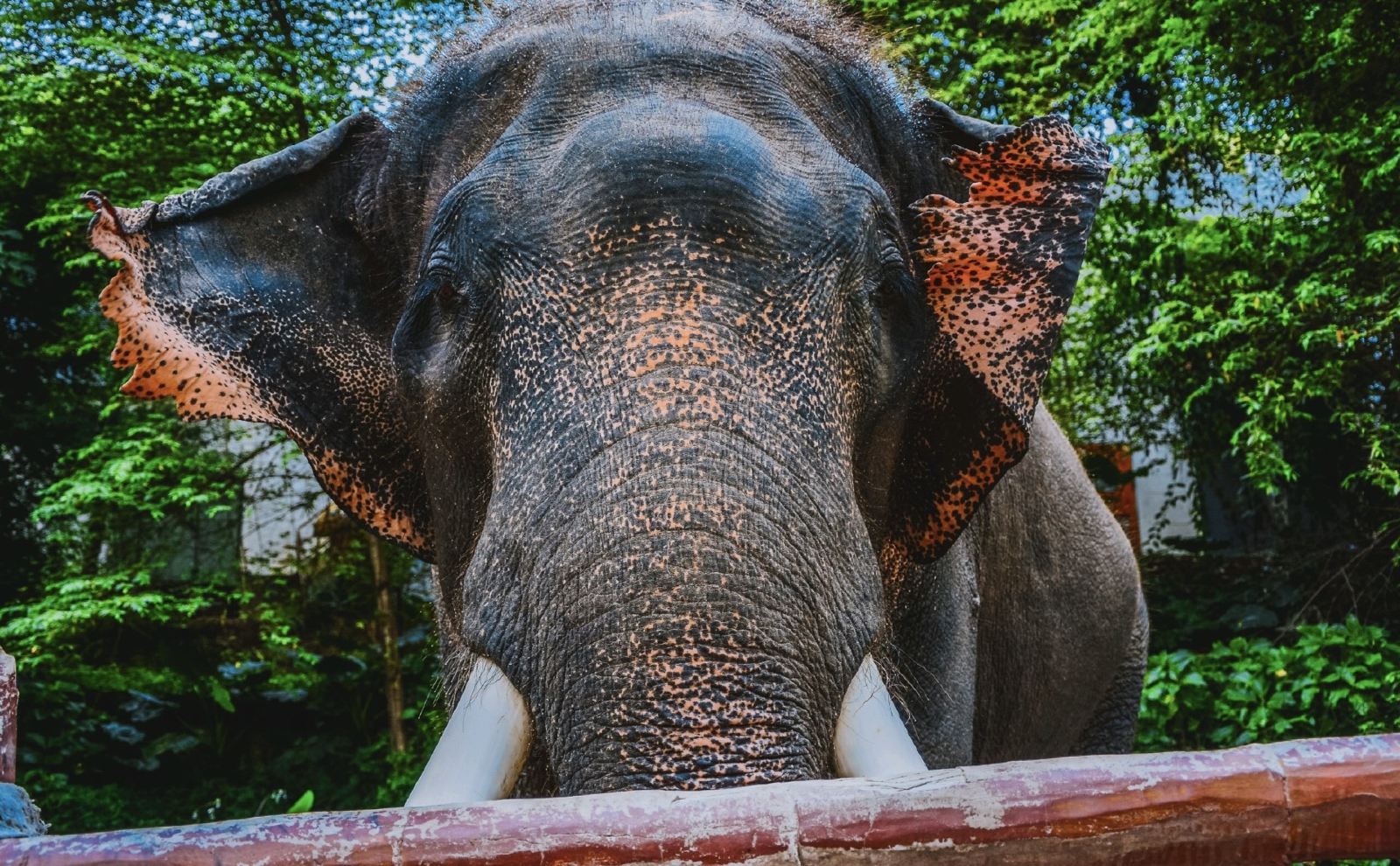 泰国清迈动物园 สวนสัตว์เชียงใหม่
