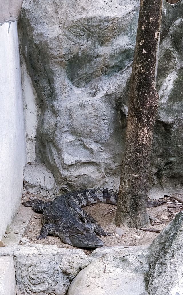 曼谷律实动物园游玩攻略简介,曼谷律实动物园门票/地址/图片/开放时间