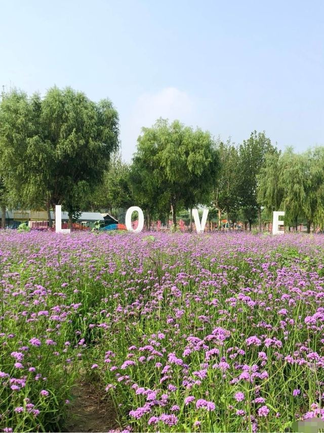 北京藍調薰衣草莊園遊玩攻略簡介,北京藍調薰衣草莊園門票/地址/圖片