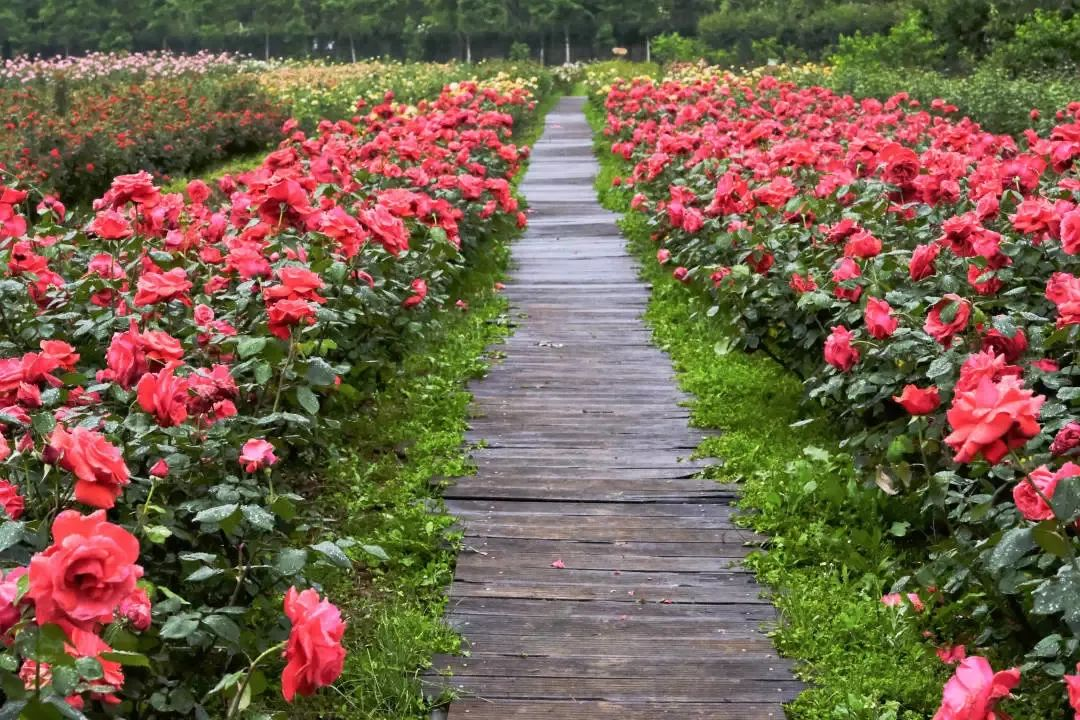 成都崇州月季花园在哪里,门票多少钱?-黄河票务网