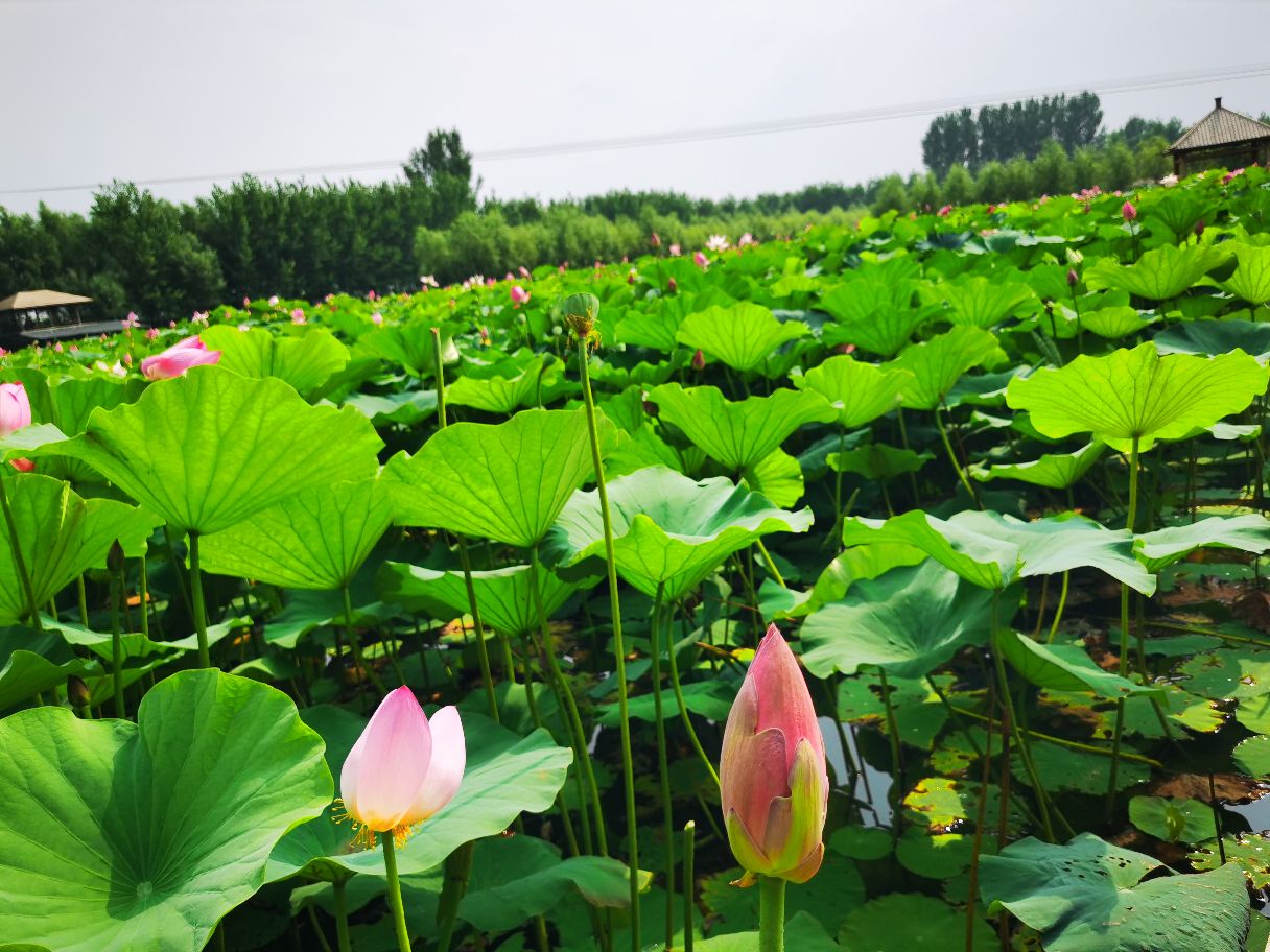 辽阳柳豪湿地公园