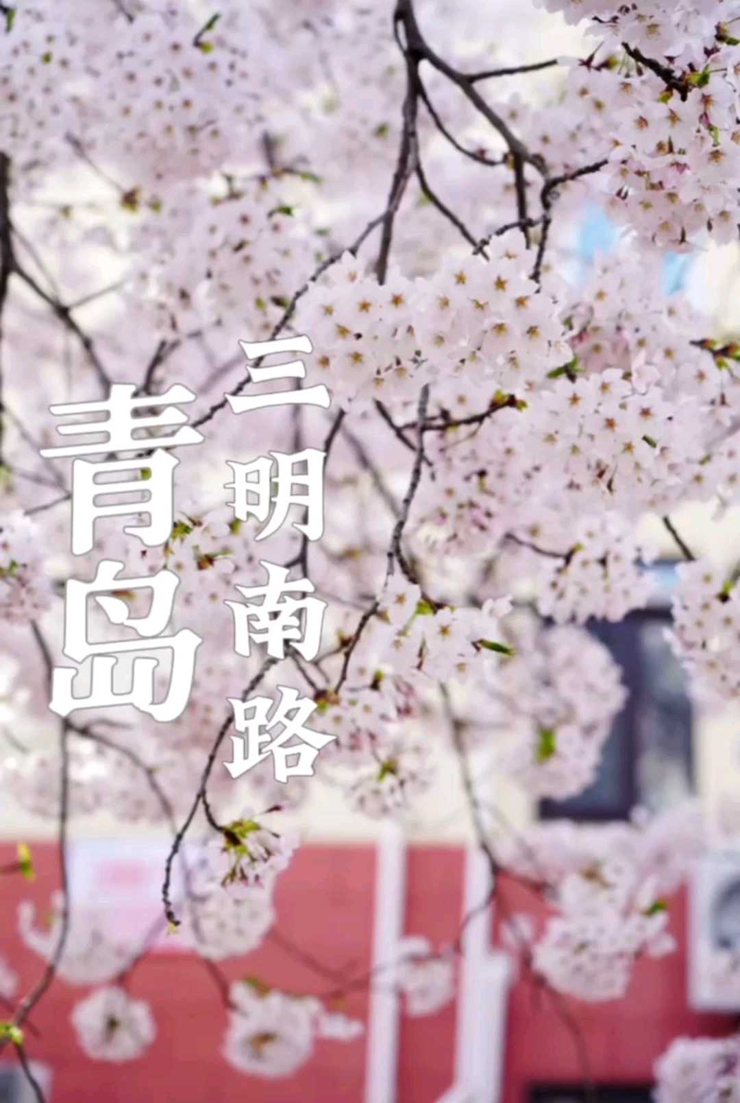 青岛旅游樱花盛开季节三明南路的樱花开了