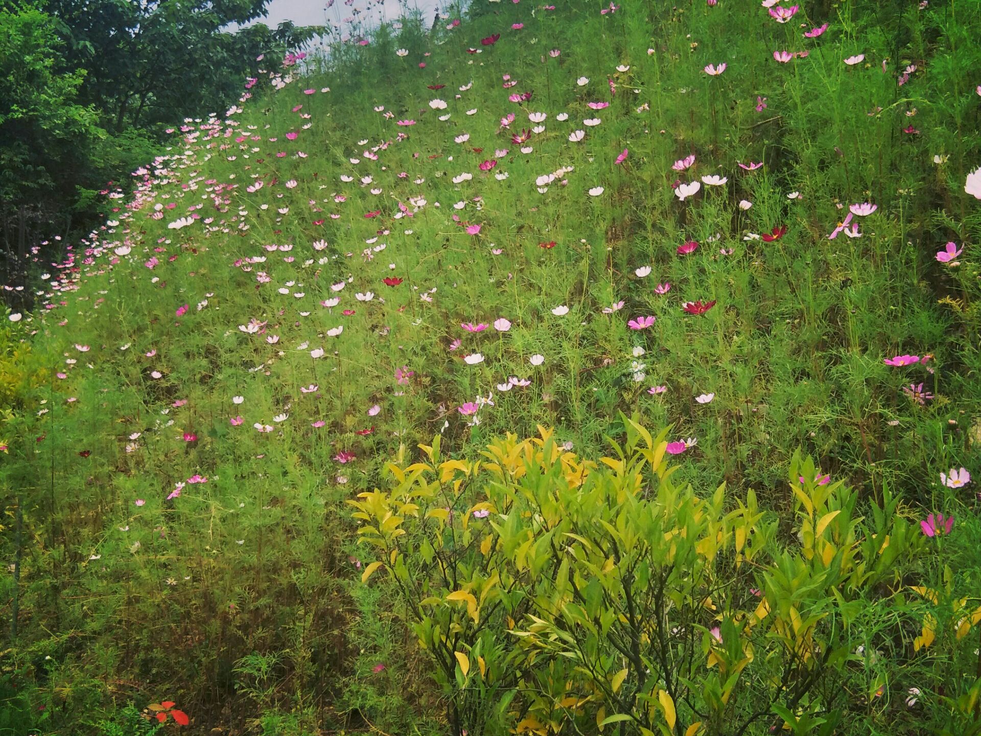 惠水和景园艺草坪基地