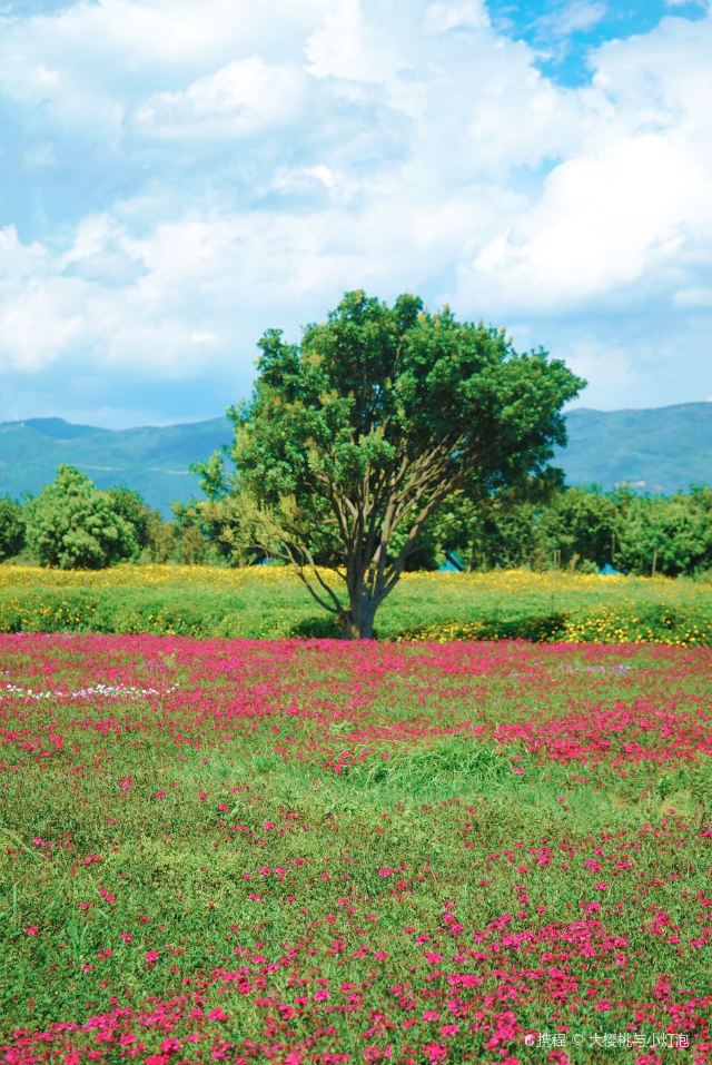 大理花海才村香草园