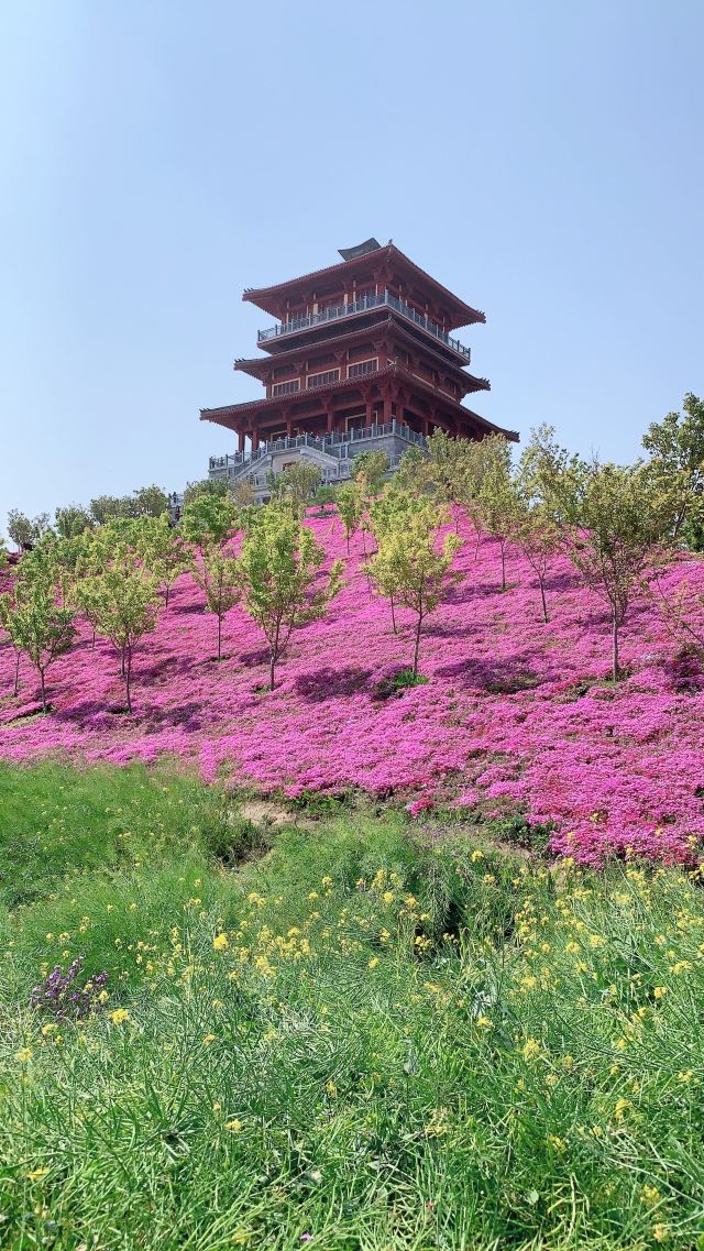 滎陽古柏渡豐樂櫻花園攻略,滎陽古柏渡豐樂櫻花園門票/遊玩攻略/地址