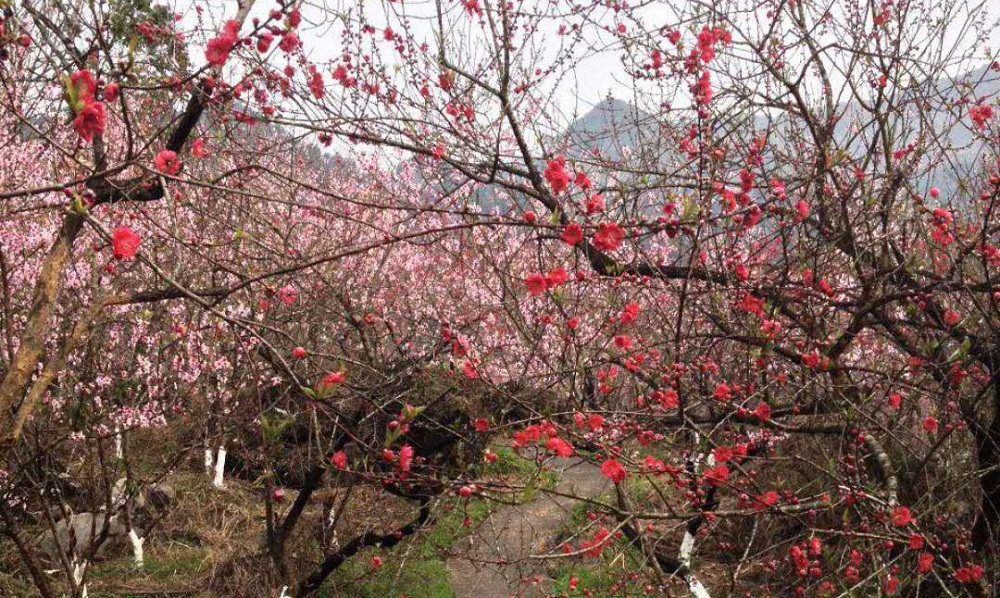 桃源生态旅游区