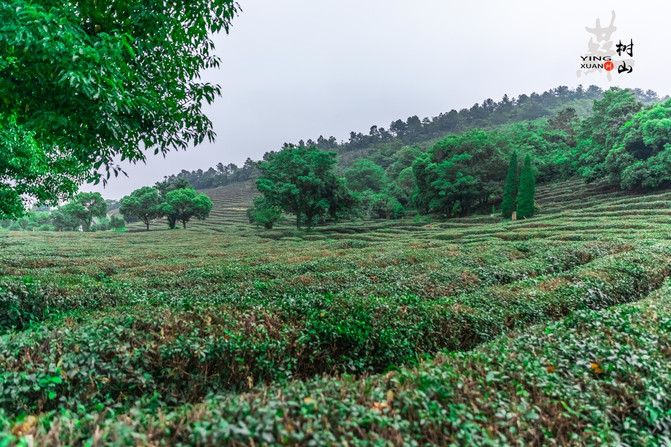猎艳行动苏州树山一段小清新的洗肺之旅