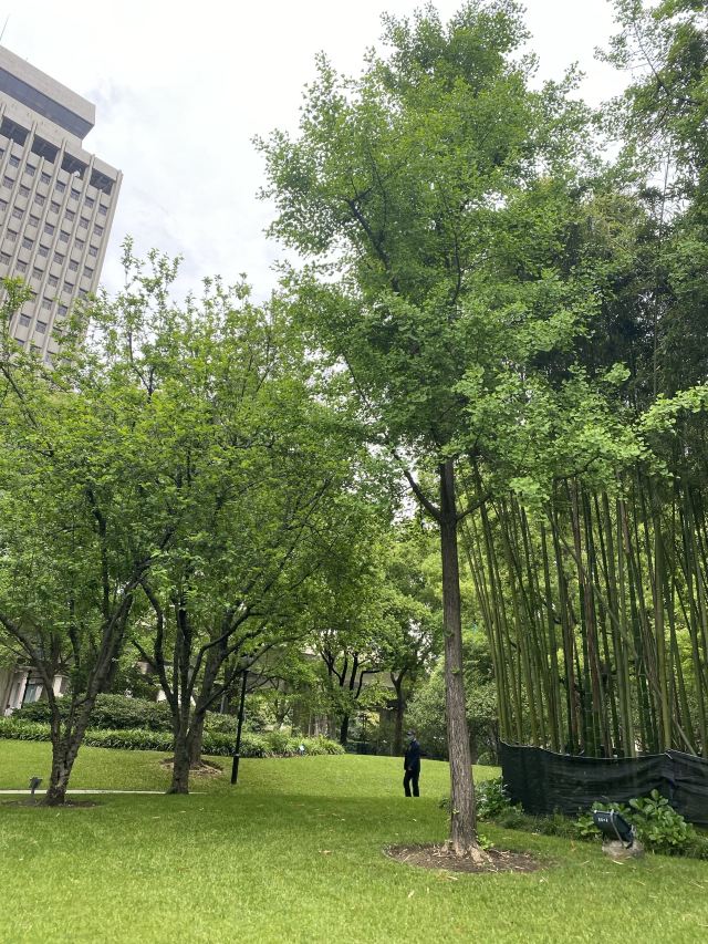 延中广场公园春之园