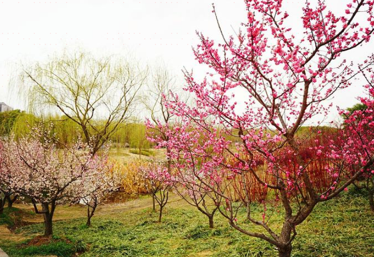 清花湾梅花山公园