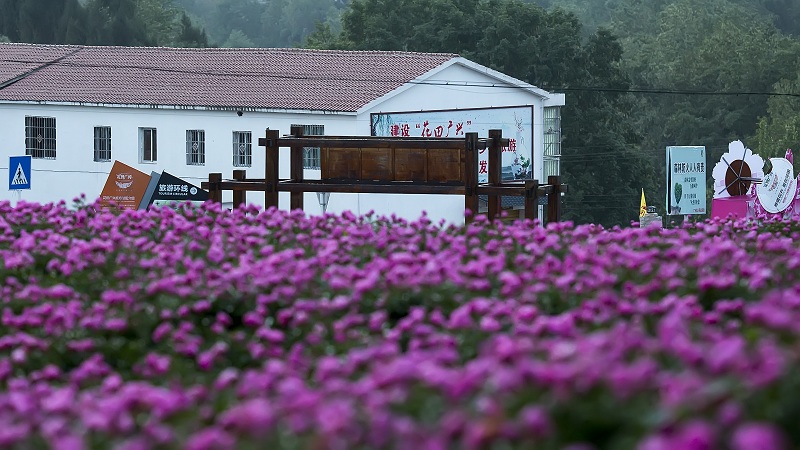 金堂芍药园