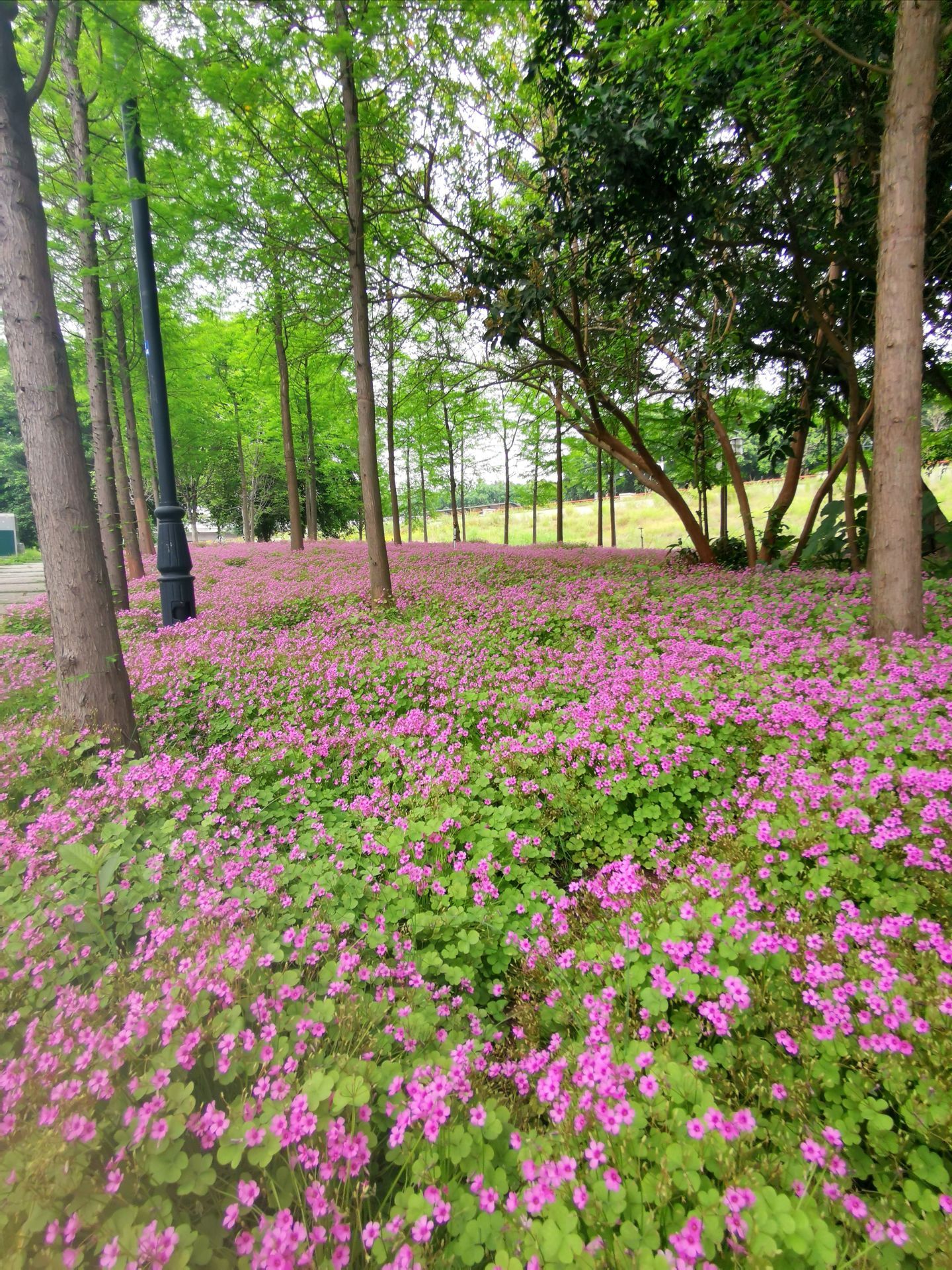 乌龙江湿地公园