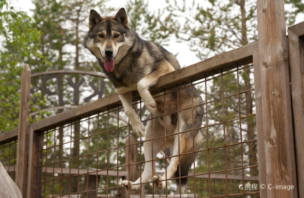 Dog Sledding Park