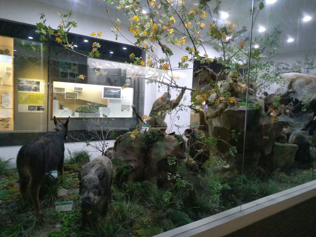 博物馆植物标本展示,植物标本博物馆,植物标本展示(第12页)_大山谷图库
