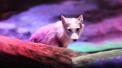 海洋公园arctic_fox_den_bg01