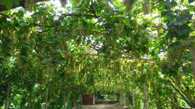 北疆行(13):吐鲁番之诱人葡萄沟