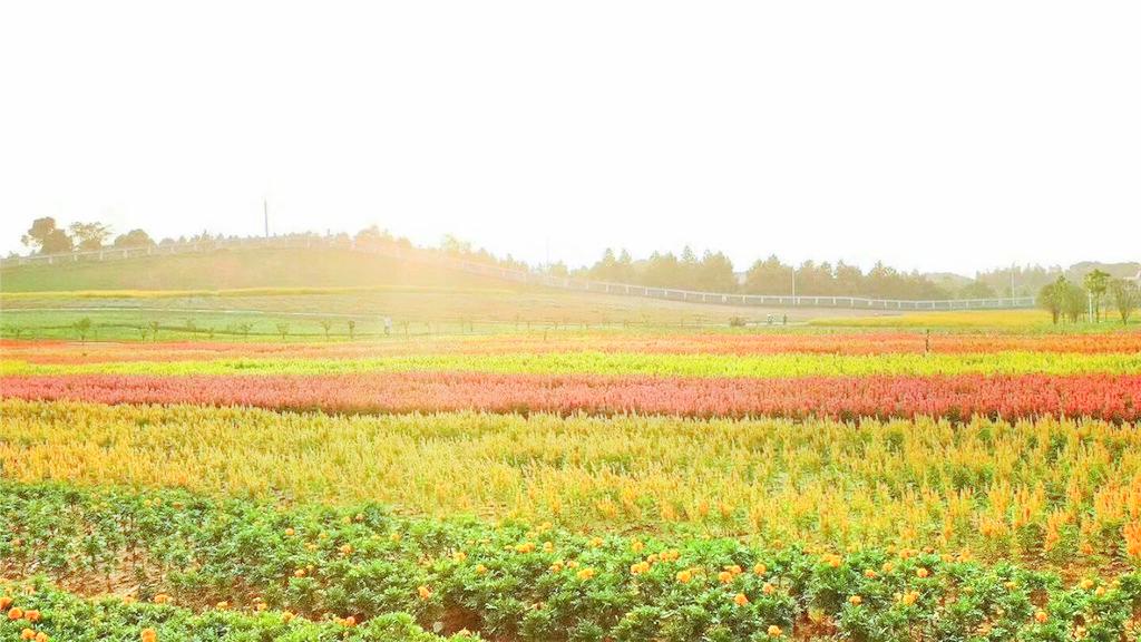 洋沙湖五彩花田