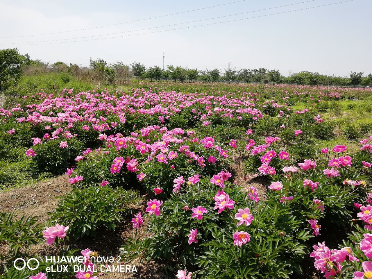 杨巷芍药园