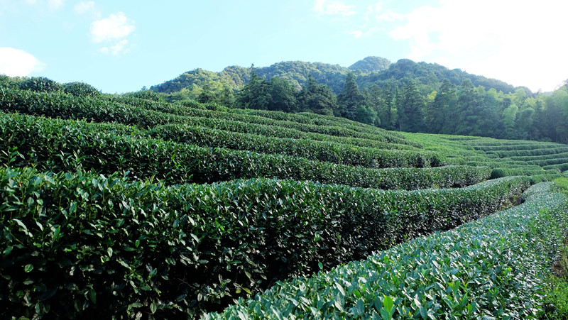 杭州龍塢茶村