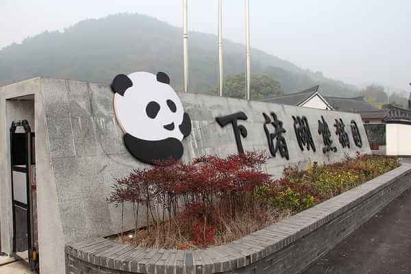 下渚湖熊猫园