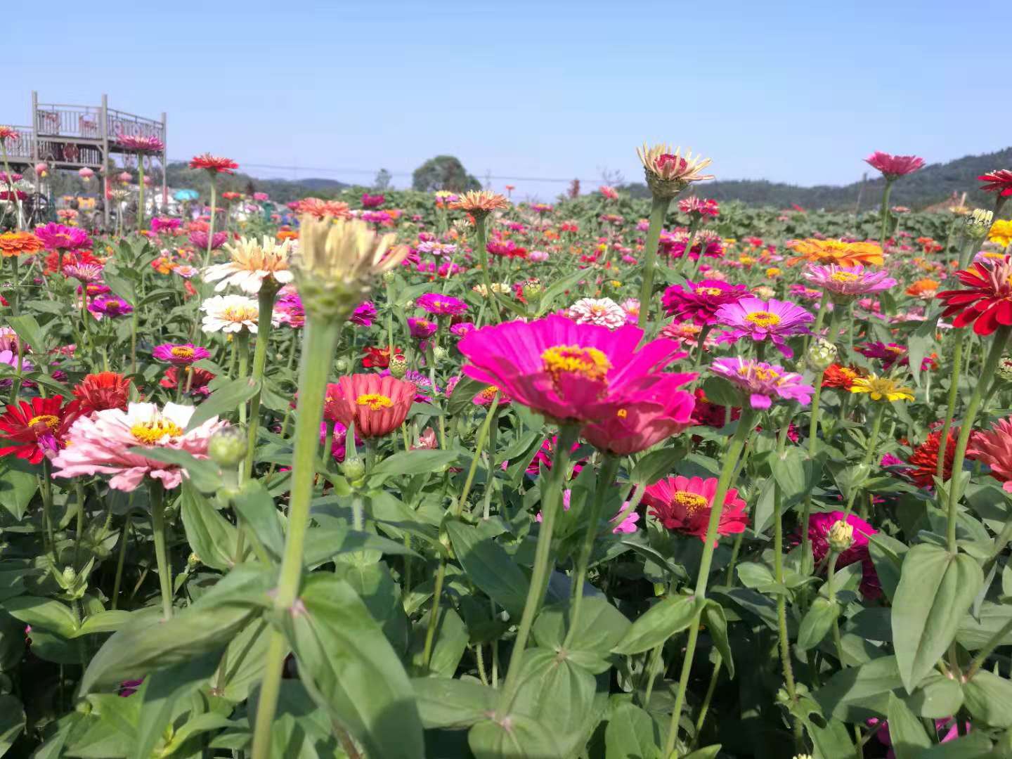 幕冲金丝皇菊基地