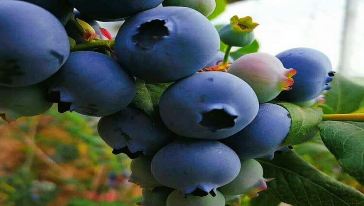 【成都】蓝彩虹蓝莓采摘基地亲子票(1大1小)