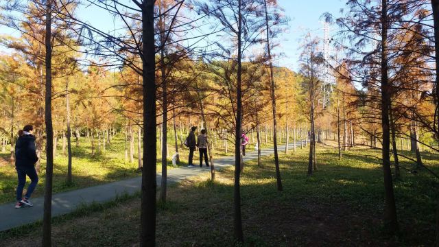 廣州大觀溼地公園攻略,廣州大觀溼地公園門票/遊玩攻略/地址/圖片