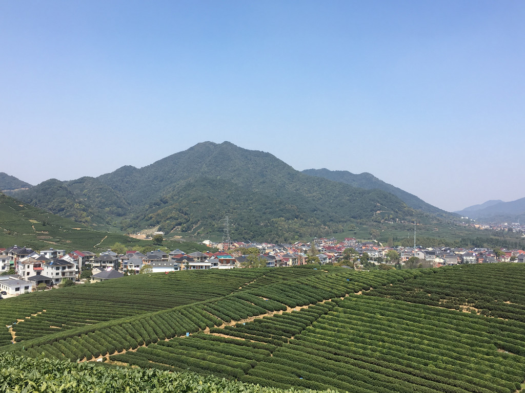 杭州龍塢茶村