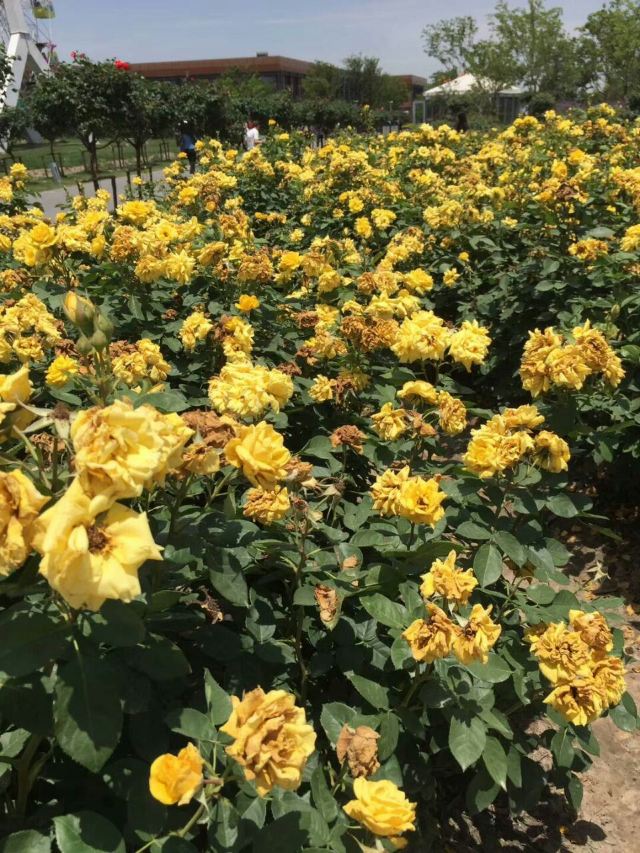 胶州幸福源薰衣草花田攻略,胶州幸福源薰衣草花田门票/游玩攻略/地址
