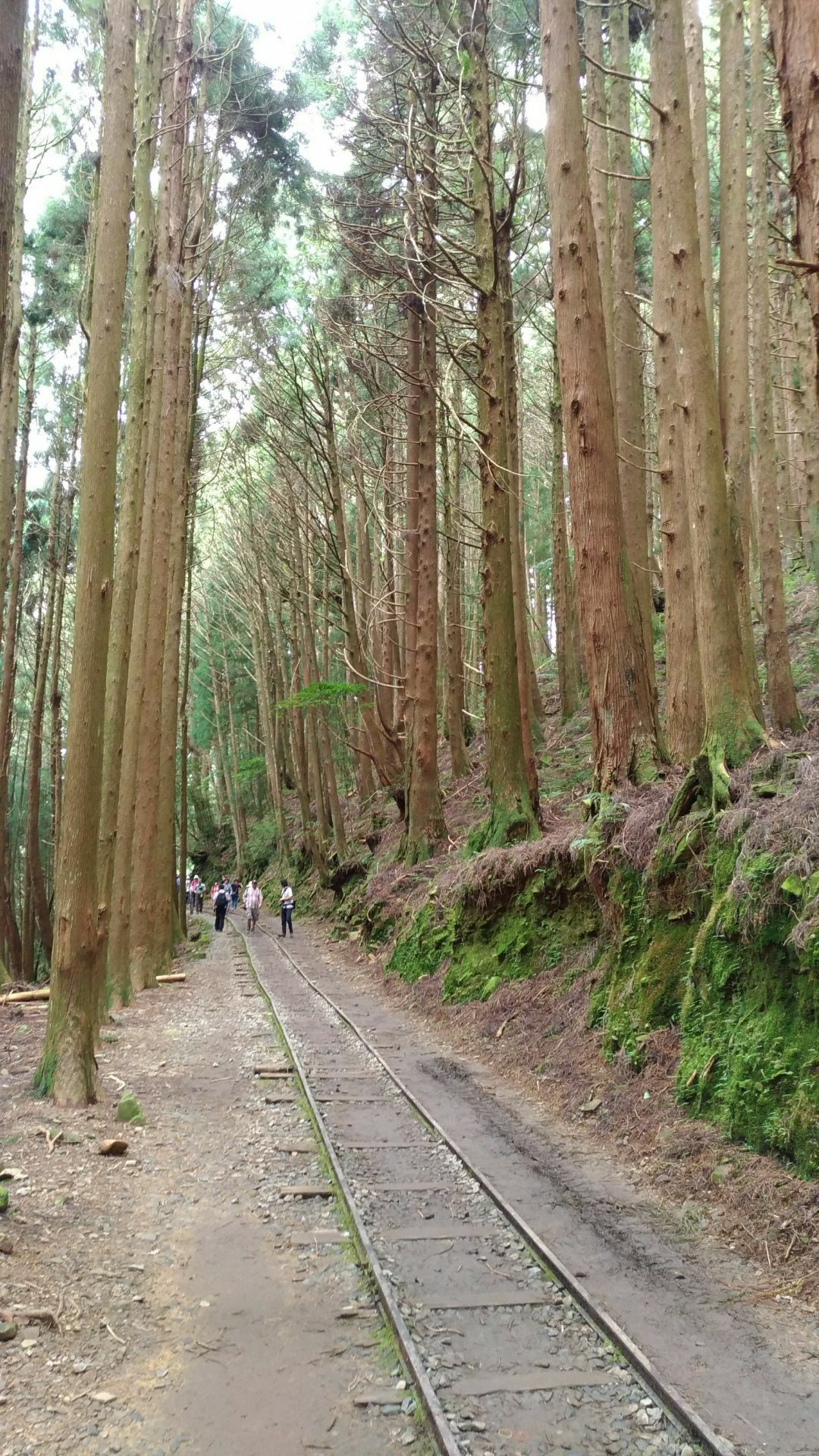 特富野古道