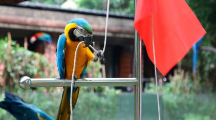 金刚鹦鹉,一个外表妖艳开口土渣子味的小妖精,已经不满足于嗑嗑瓜子摆