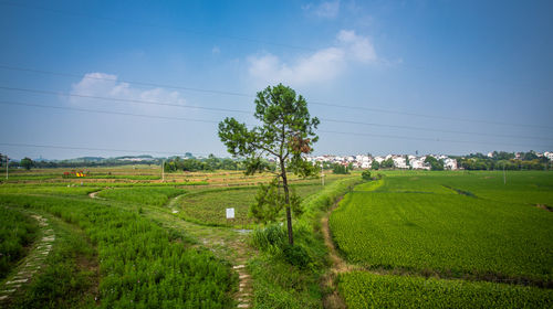 南京桠溪村+高淳老街一日游【踏青郊游 春来早