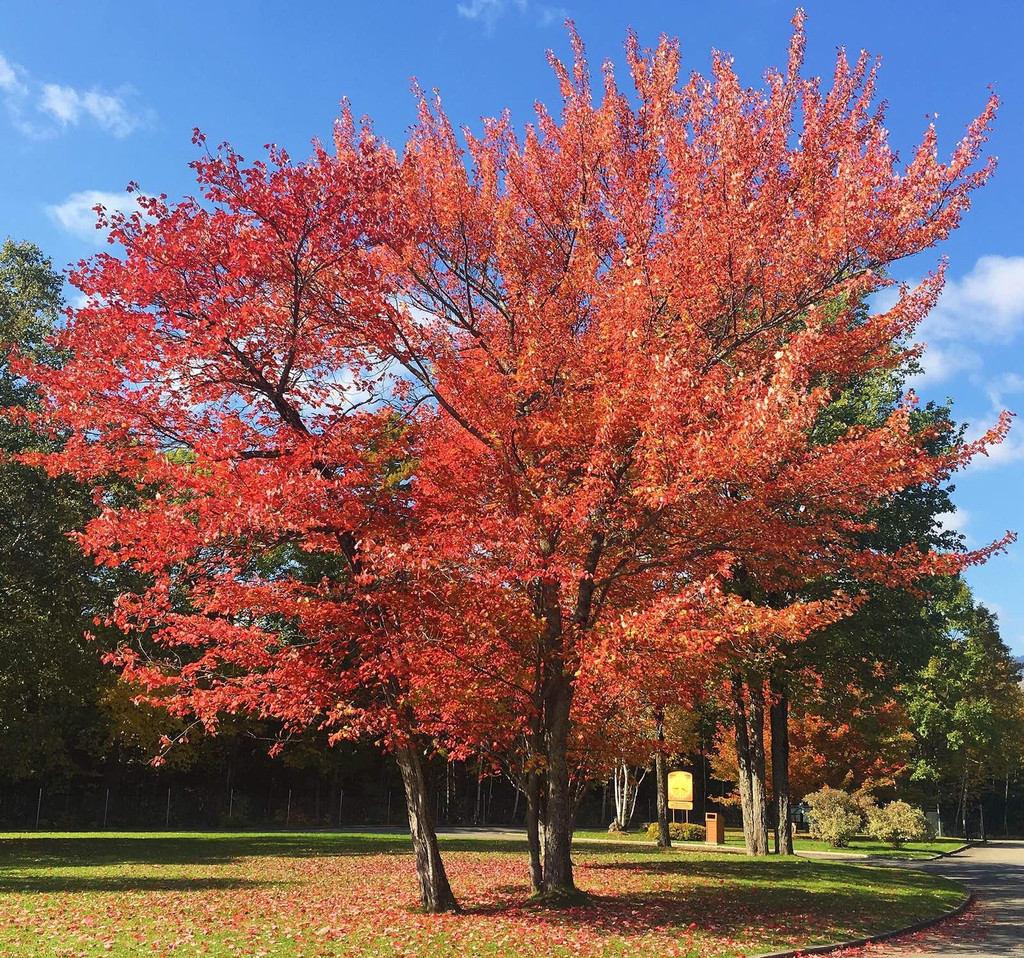 离开魁北克城驱车来到位于魁北克东40公里处的圣安妮峡谷.