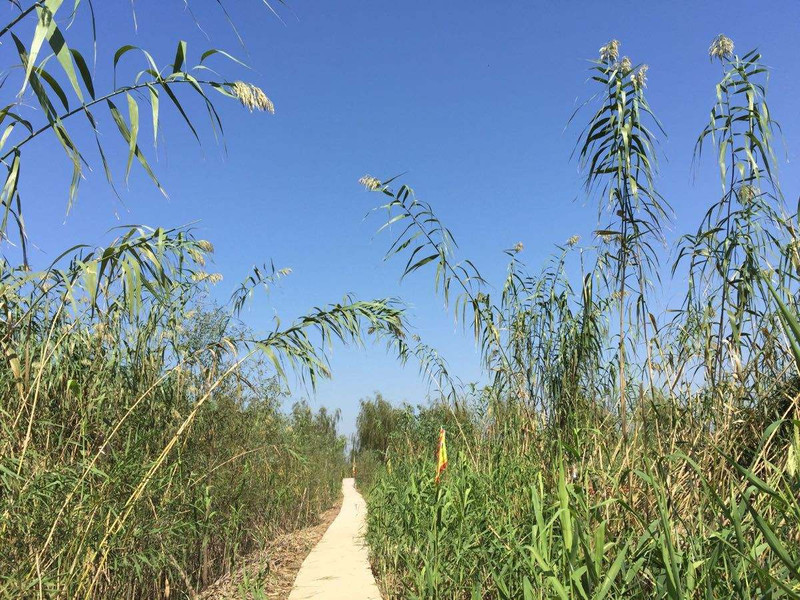 暢遊高郵湖蘆葦蕩溼地,感受返璞歸真野趣之美