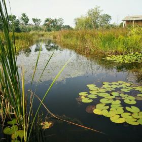 泗洪洪泽湖湿地公园_泗洪湿地公园门票收入(3)
