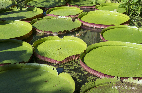 Botanical Garden of Rio de Janeiro
