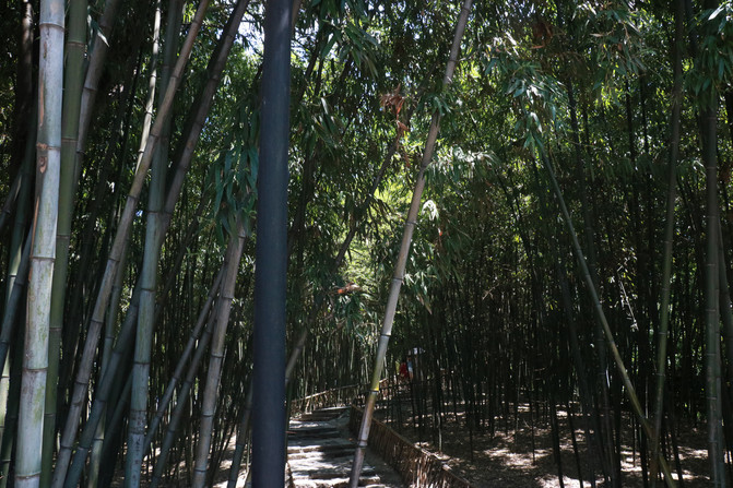 乌镇的gdp_乌镇风景图片(3)