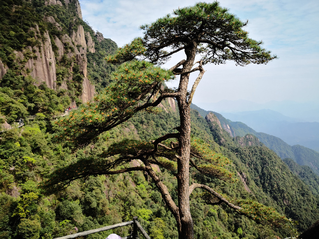 山松树,山上百年老松树图片,山上松树_大山谷图库