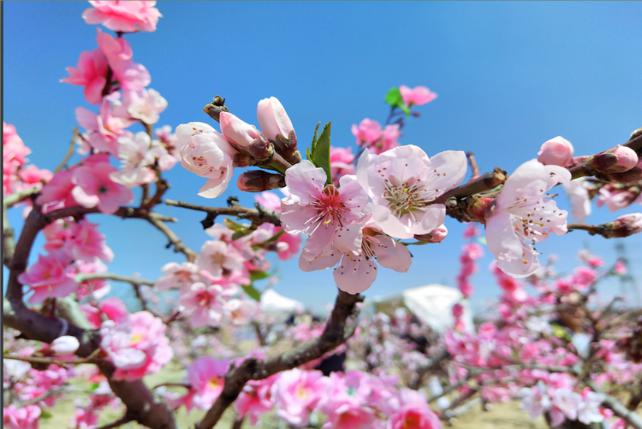 青草坡莱芠小镇