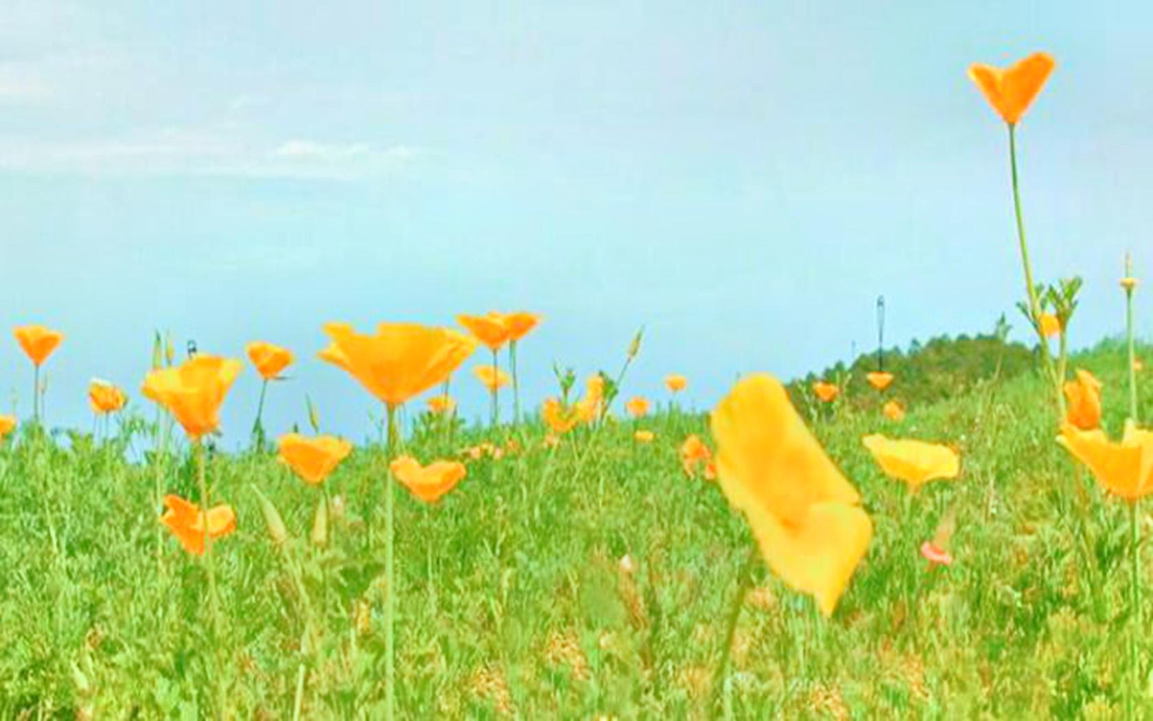 卧龙湾花花世界