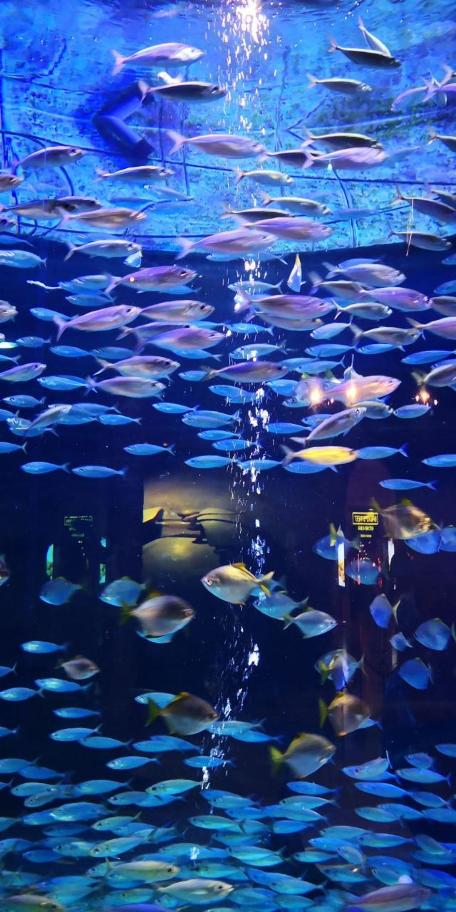 迪拜失落的空间水族馆