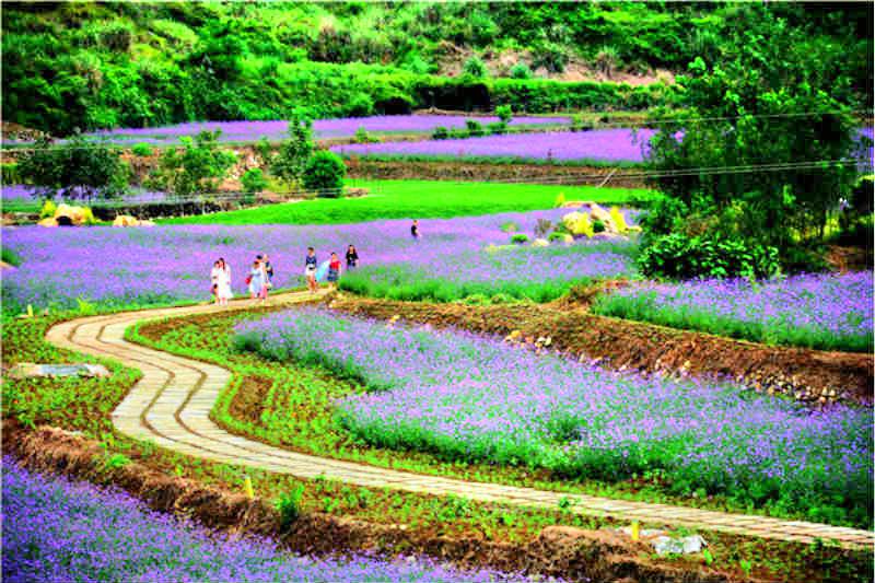 凤栖谷花海