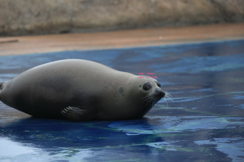 的新年中国行第六集(下)--2016年春节之烟台、