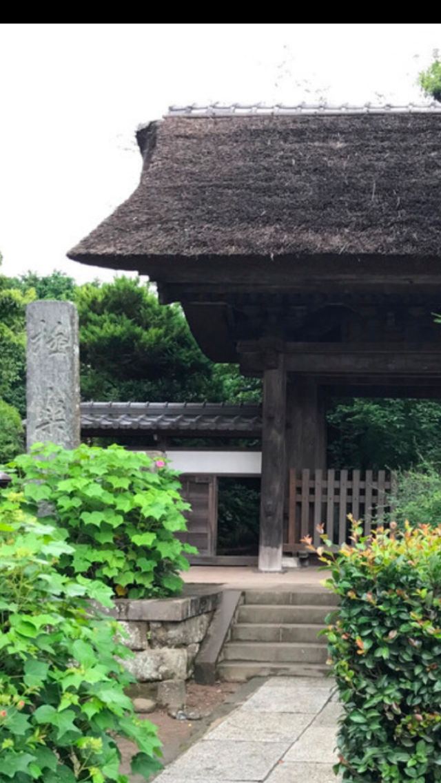 镰仓市极乐寺攻略,镰仓市极乐寺门票/游玩攻略/地址/图片/门票价格