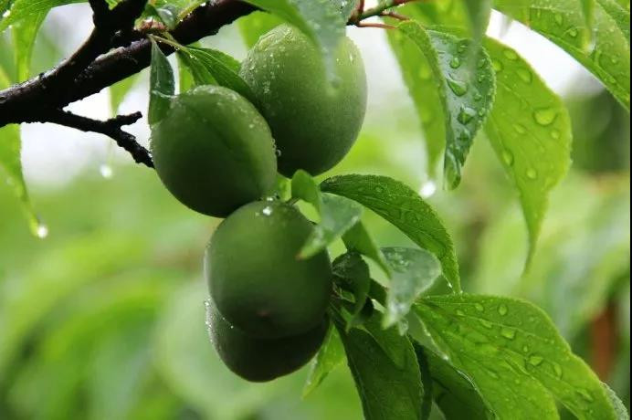 摘青梅,煮酒初尝 "郎骑竹马来,绕床弄青梅.同居长干里,两小无嫌猜.