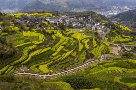 桑洲油菜花景区