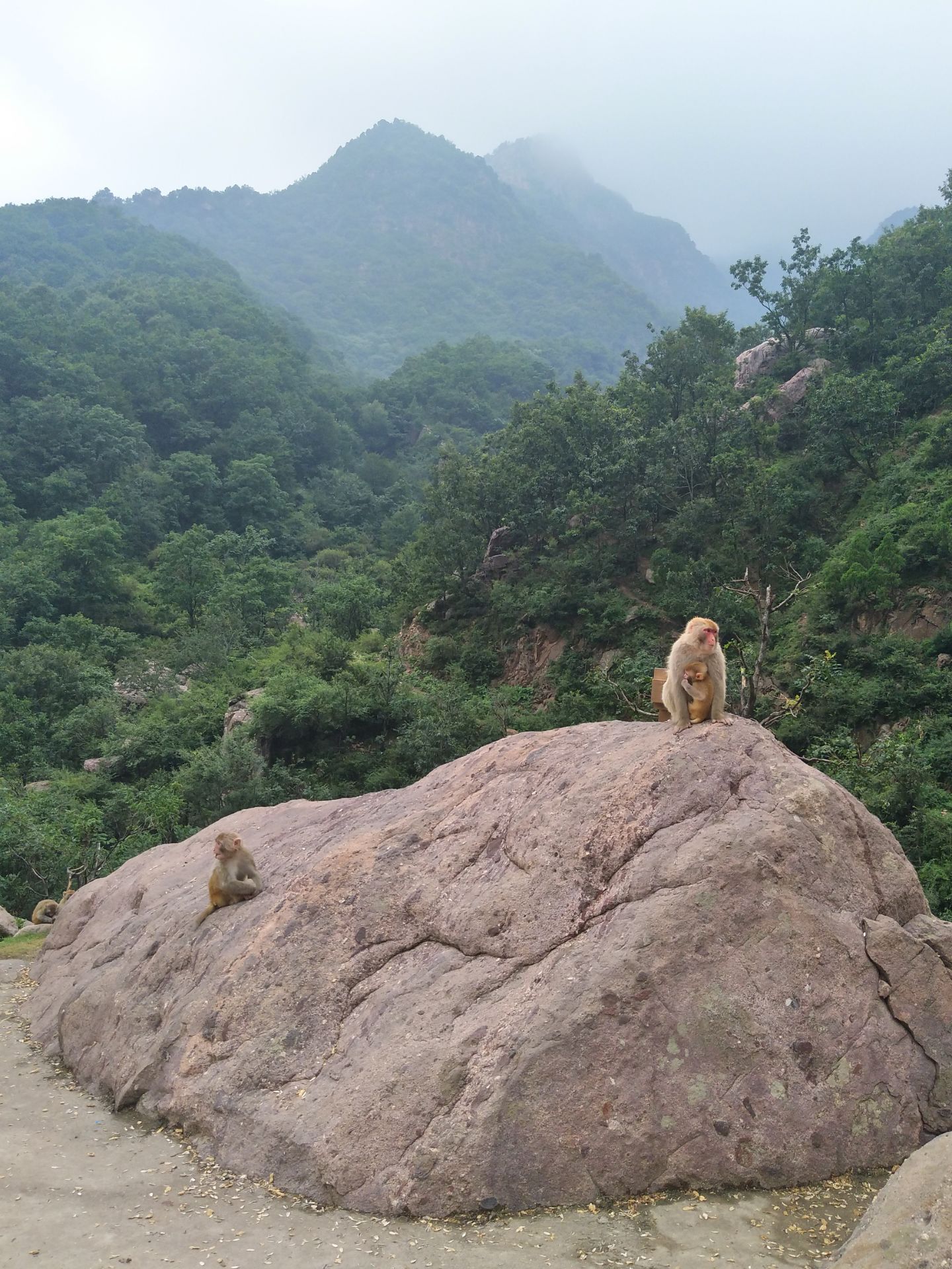 历山猕猴源景区