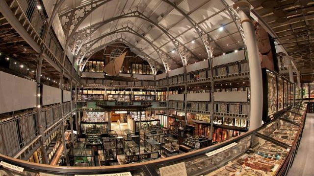 皮特河博物馆 the pitt rivers museum