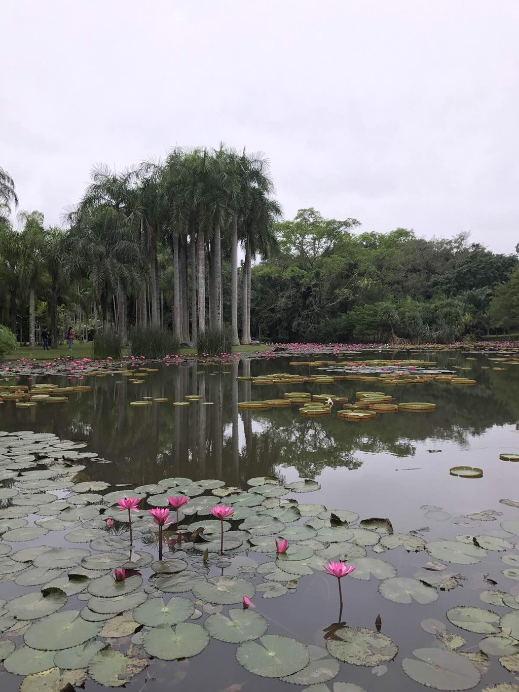 中科院西雙版納熱帶植物園